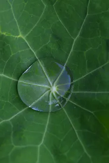 Prints of USA, Oregon. Morning dew on lupine leaf Images Dated 2020 May: USA, Oregon. Morning dew on lupine leaf