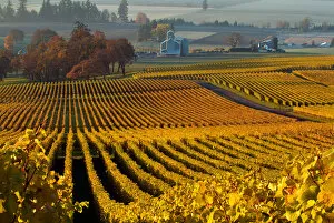 USA, Oregon, Morning light on the autumn leaves of the Stoller Vineyards, near Dundee