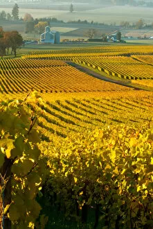 USA, Oregon, Morning light across the vines at Stoller Vineyards in the Willamette Valley