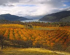 Expansive Prints: USA, Oregon, Mosier. Cherry orchards display autumn color overlooking the Columbia