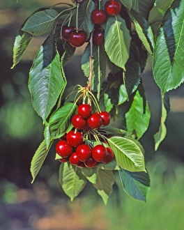 Images Dated 21st January 2014: USA, Oregon, Mosier. Close-up of cherries hanging in tree