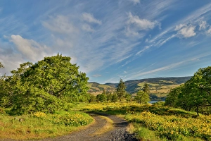 Balsamroot Prints: USA, Oregon, Mosier. Gravel road amongst Landscape of balsamroot and oaks on hillside above the Columbia River