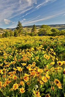 Balsamroot Prints: USA, Oregon, Mosier. Landscape of balsamroot and oaks on hillside above the Columbia River
