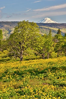 Balsamroot Prints: USA, Oregon, Mosier. Landscape of oaks and yellow balsamroot with backdrop of Mt. Adams