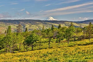 Balsamroot Prints: USA, Oregon, Mosier. Landscape of oaks and yellow balsamroot with backdrop of Mt. Adams