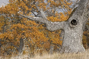 Royalty Free Prints: USA, Oregon, Mosier. Old oak tree with large knot hole. Credit as: Don Paulson /