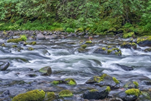USA, Oregon, Mount Hood National Forest, Salmon-Huckleberry Wilderness, Lush spring