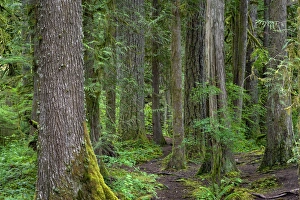 Old Growth Prints: USA, Oregon, Mount Hood National Forest, Salmon-Huckleberry Wilderness, Old growth
