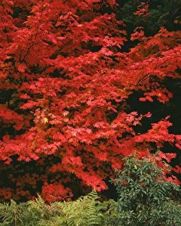Images Dated 5th September 2018: USA, Oregon, Mount Hood National Forest. Bright red leaves of vine maple in autumn