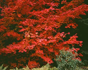 Images Dated 5th September 2018: USA, Oregon, Mount Hood National Forest. Bright red leaves of vine maple in autumn