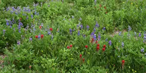 Images Dated 11th July 2017: USA, Oregon. Mount Hood National Forest, Mount Hood Wilderness, Paintbrush and lupine