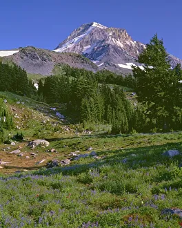 USA, Oregon. Mount Hood National Forest, Mount Hood Wilderness, summer meadow of