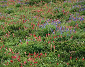 USA, Oregon, Mount Hood National Forest. Mount Hood Wilderness, Paintbrush, lupine