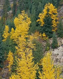 USA, Oregon, Mount Hood National Forest. Fall colored black cottonwood and conifers