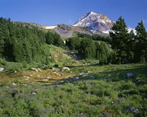 Images Dated 5th September 2018: USA, Oregon, Mount Hood National Forest. Mount Hood Wilderness, Summer meadow of