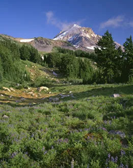 Images Dated 6th September 2018: USA, Oregon, Mount Hood National Forest. Mount Hood Wilderness, Summer meadow of