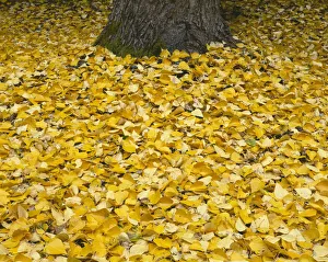 Deciduous Prints: USA, Oregon, Mount Hood National Forest. Fall-colored leaves of black cottonwood