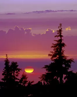 Images Dated 22nd August 2008: USA, Oregon, Mount Hood. Pine trees silhouetted by sunset. Credit as: David W. Kelley