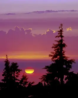 Mount Hood Prints: USA, Oregon, Mount Hood. Pine trees silhouetted by sunset. Credit as: David W. Kelley