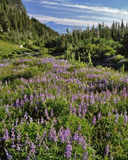 Images Dated 5th October 2016: USA, Oregon, Mount Hood Wilderness. Lupine in Elk Cove