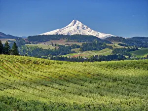 Fruit Tree Prints: USA, Oregon. Mt. Hood in the distance with fruit orchards in the foreground