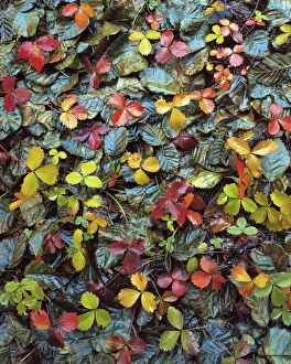 Images Dated 11th January 2013: USA, Oregon, Mt Hood National Forest. Fallen wild strawberry and alder leaves. Credit as