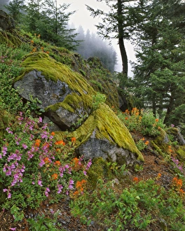 Images Dated 26th March 2015: USA, Oregon, Mt Hood National Forest. Hillside of trees and wildflowers. Credit as