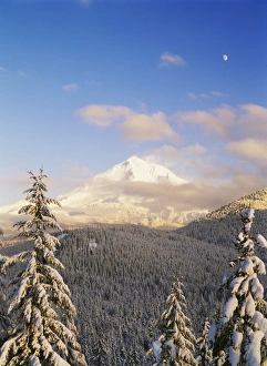 USA, Oregon, Mt. Hood National Forest, View of Mt. Hood with frost trees