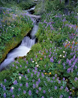 Prints of USA, Oregon, Mt. Hood National Forest. Lupine along Mitchell Creek Images Dated 2020 May: USA, Oregon, Mt. Hood National Forest. Lupine along Mitchell Creek