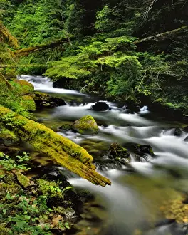 Images Dated 2nd September 2015: USA, Oregon, Mt Hood National Forest. Still Creek scenic