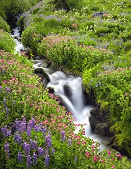 USA, Oregon, Mt. Hood Wilderness, Elk Cove Creek flowing through meadow of wildflowers