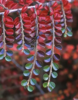 Multnomah County Prints: USA, Oregon, Multnomah County, Close-up of cotoneaster plant in fall colors