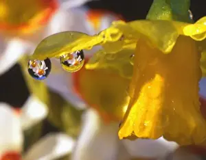 Dew Drop Prints: USA, Oregon, Multnomah County, Close-up of dewdrops clinging to petal of daffodil