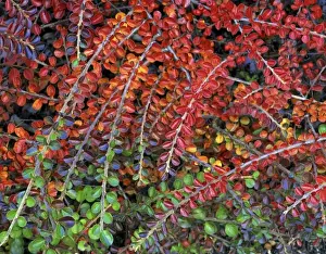 Multnomah County Prints: USA, Oregon, Multnomah County, Fall-colored leaves of cotoneaster plant