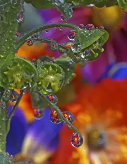 Dew Drop Prints: USA, Oregon, Multnomah County. Garden flowers reflect in dewdrops clinging to euphorbia plant