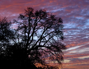 Blue Lake Prints: USA, Oregon, Multnomah County. Oak tree at sunrise near Blue Lake