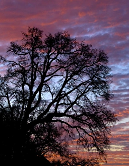 Multnomah County Prints: USA, Oregon, Multnomah County. Silhouette of oak tree at sunrise