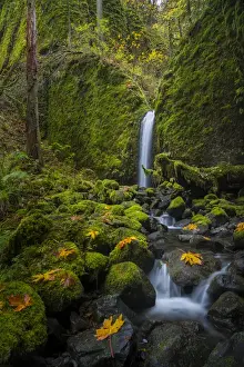 Mossy Prints: USA, Oregon. Mysterious Mossy Grotto falls on an autumn day in the Columbia Gorge