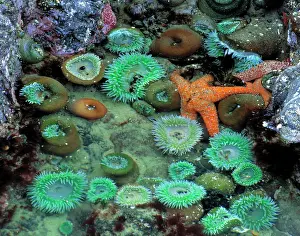 State Park Prints: USA, Oregon, Nepture SP. An orange starfish is surrounded by green sea anemone in