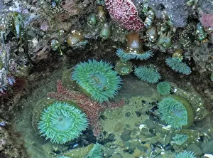 Neptune Prints: USA, Oregon, Nepture SP. Sea anemone cluster in the tide pools at Strawberry Hill