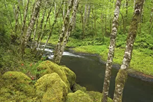 Images Dated 31st May 2006: USA, Oregon, Nestucca River. Lush growth beside flowing stream. Credit as: Don Paulson