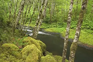 Alder Prints: USA, Oregon, Nestucca River. Lush growth beside flowing stream. Credit as: Don Paulson