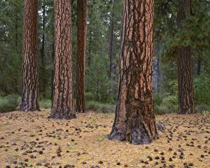 Mature Prints: USA, Oregon, Newberry National Volcanic Monument