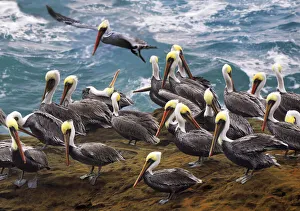Lincoln County Prints: USA, Oregon, Newport. Brown pelicans at Devils Punch Bowl