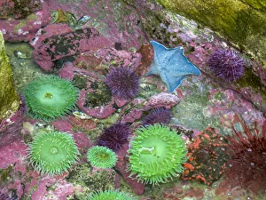 Tide Pool Prints: USA, Oregon, Newport. Green sea anemones and blue sea star in a tide pool exhibit