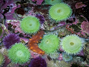 Images Dated 15th September 2018: USA, Oregon, Newport. Green sea anemones and orange sea slug in tide pool exhibit