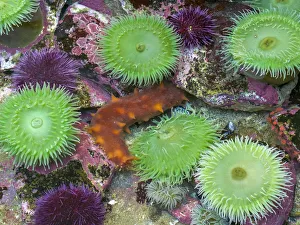 Tide Pool Prints: USA, Oregon, Newport. Green sea anemones and orange sea slug in tide pool exhibit