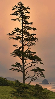 Seastack Prints: USA, Oregon, Newport, Oregon Coast