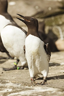 Images Dated 23rd July 2012: USA, Oregon, Newport, Oregon Coast Aquarium, Common Murre (Uria aalge) CAPT