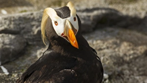 Charadriiformes Prints: USA, Oregon, Newport, Oregon Coast Aquarium, Tufted Puffin (Fratercula cirrhata)